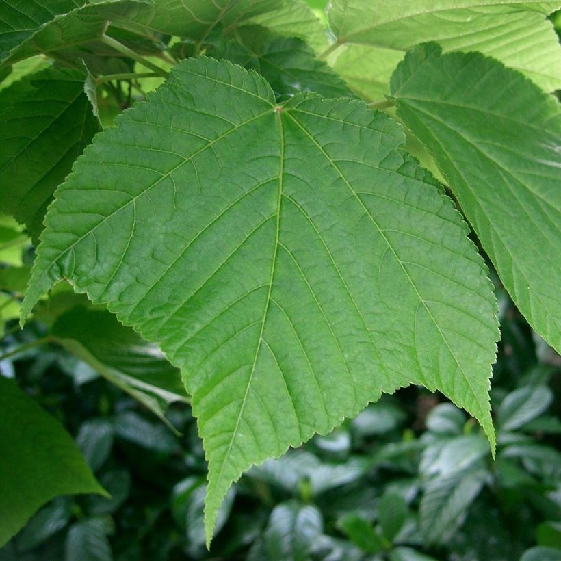 Ruostevaahtera - Acer rufinerve (Lehvistö)