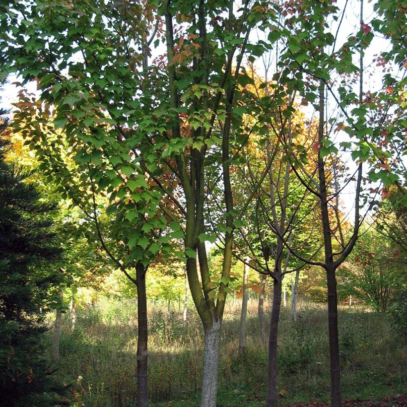 Ruostevaahtera - Acer rufinerve (Kasvutapa)