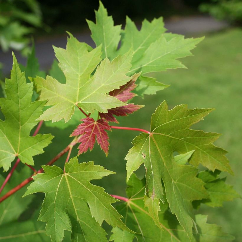 Hopeavaahtera - Acer saccharinum (Lehvistö)