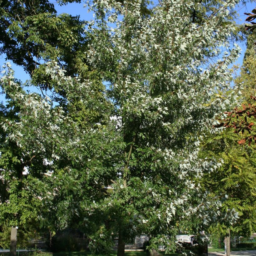 Hopeavaahtera Laciniatum Wieri (Kasvutapa)