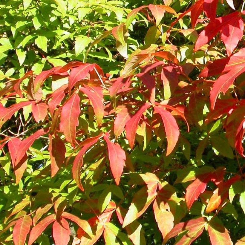 Huntuvaahtera - Acer triflorum (Lehvistö)
