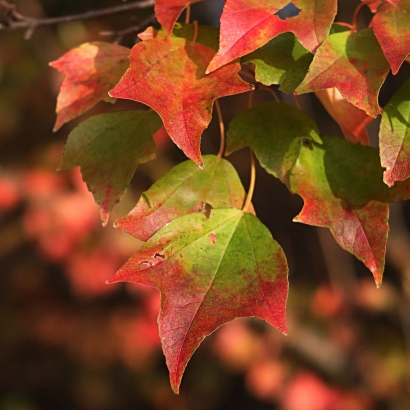 Kolmihammasvaahtera (siemenet) - Acer buergerianum (Lehvistö)