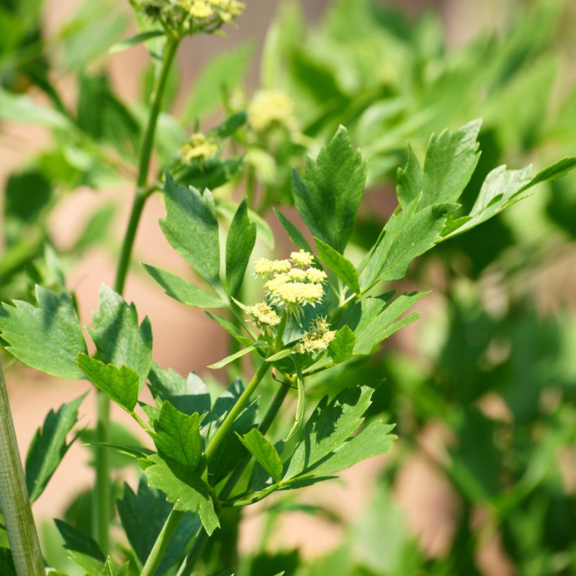 Liperi - Levisticum officinale (Kukinta)