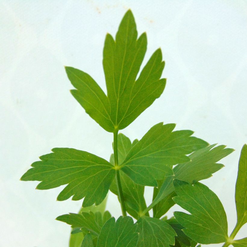 Liperi - Levisticum officinale (Lehvistö)