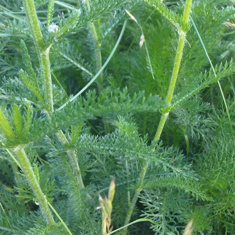 Siankärsämö - Achillea odorata (Lehvistö)