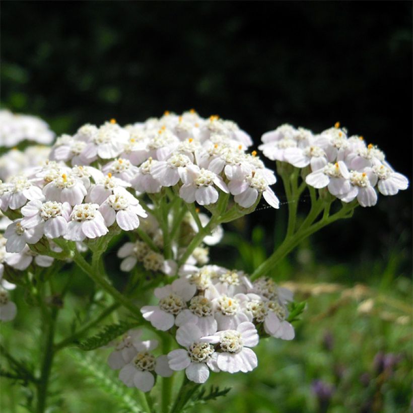 Siankärsämö - Achillea odorata (Kukinta)