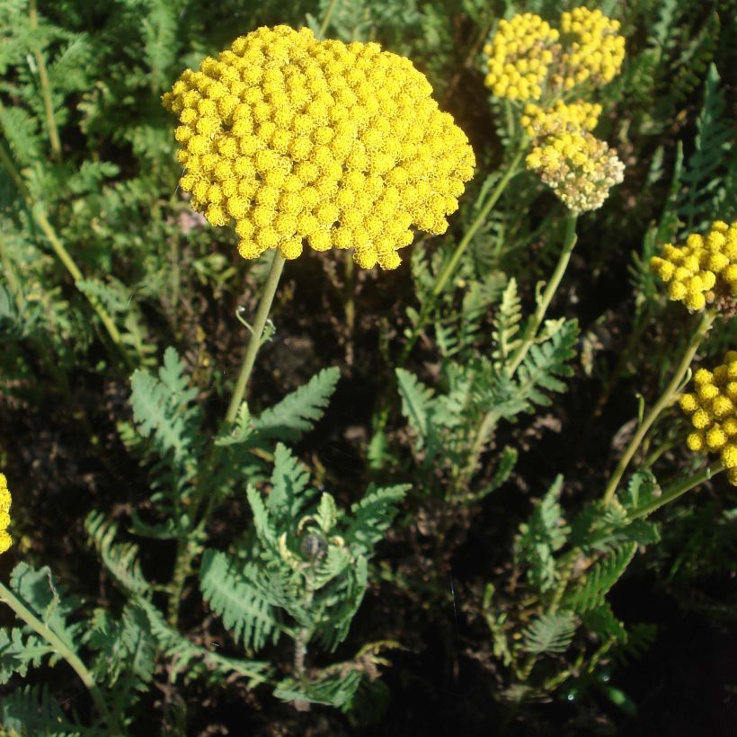 Kultakärsämö Parker's Variety (Kasvutapa)
