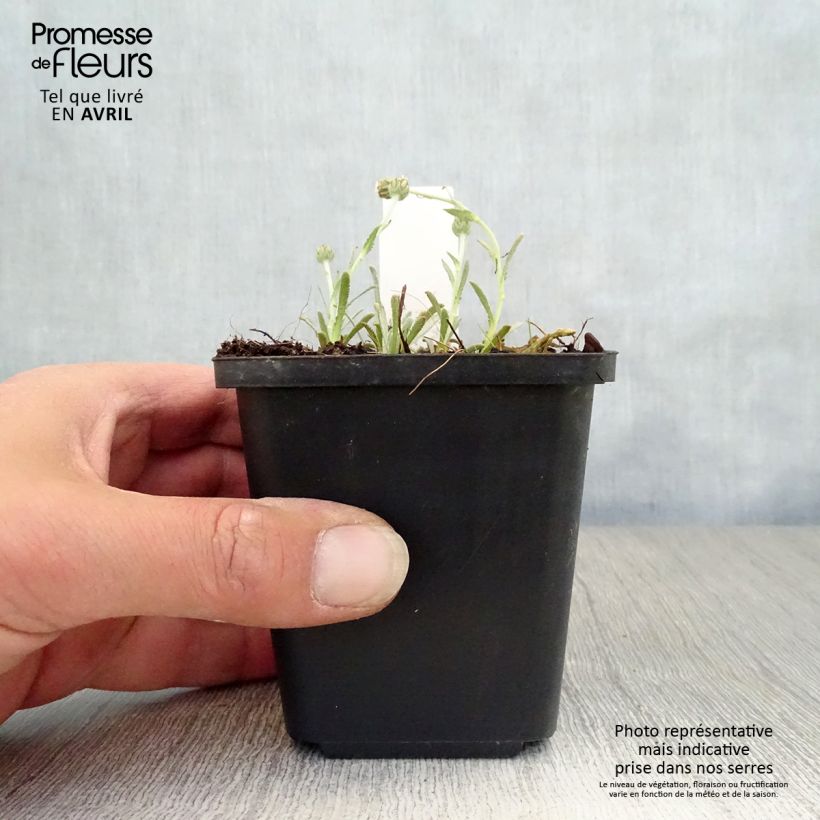 Esimerkki keväällä toimitetusta Siankärsämö - Achillea ageratifolia Godet de 8/9 cm-taimesta