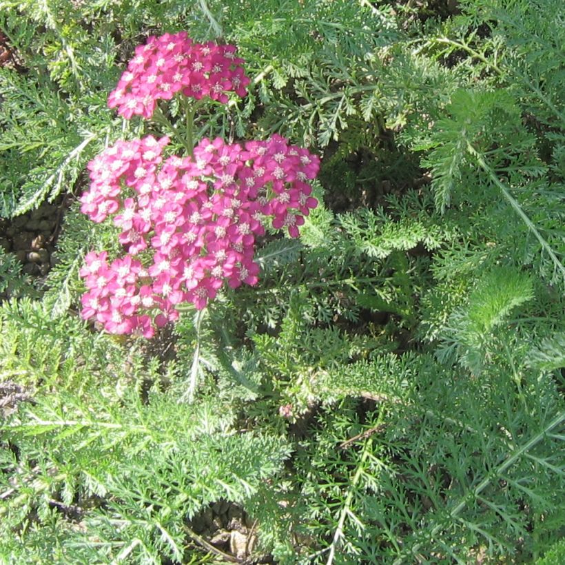 Nauhakärsämö - Achillea asplenifolia (Lehvistö)