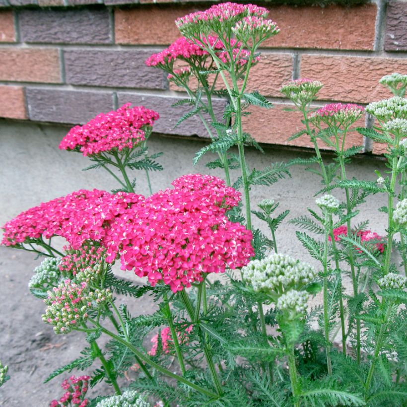 Nauhakärsämö - Achillea asplenifolia (Kasvutapa)