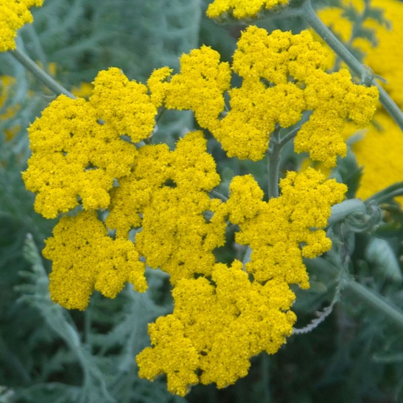 Siankärsämö - Achillea clypeolata (Kukinta)