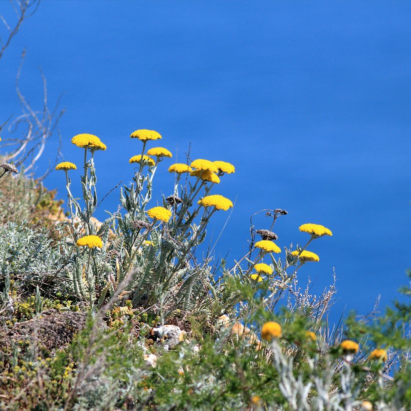 Siankärsämö - Achillea clypeolata (Kasvutapa)