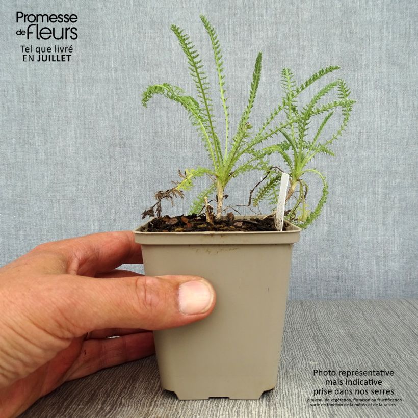 Esimerkki kesällä toimitetusta Siankärsämö Little Moonshine Godet de 8/9 cm-taimesta