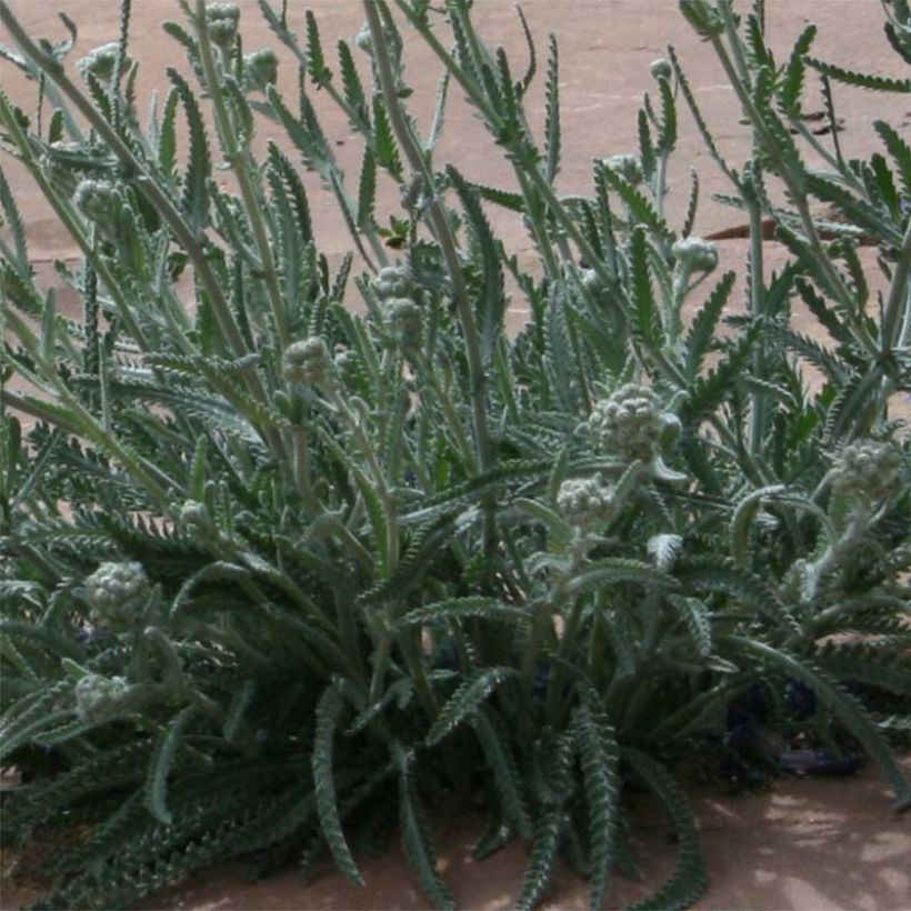 Siankärsämö - Achillea x kellereri (Lehvistö)