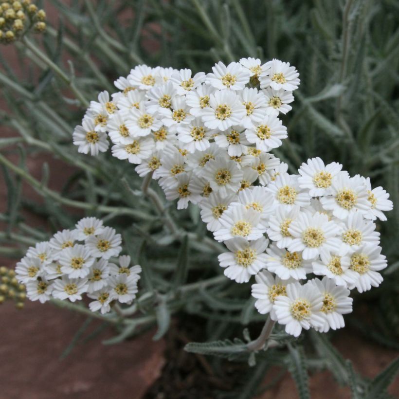 Siankärsämö - Achillea x kellereri (Kukinta)