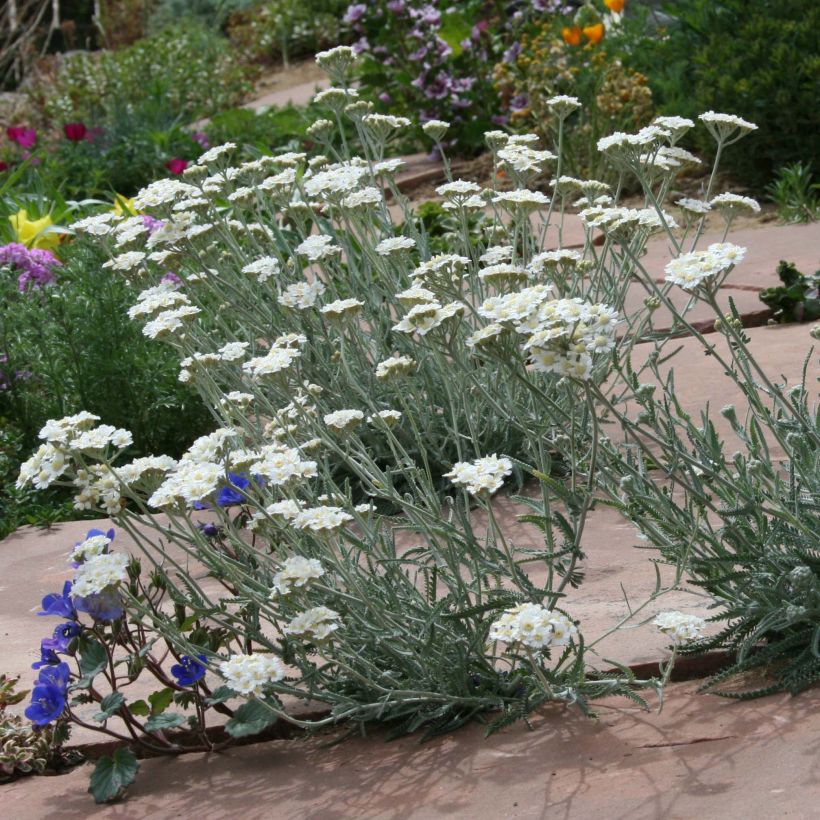 Siankärsämö - Achillea x kellereri (Kasvutapa)