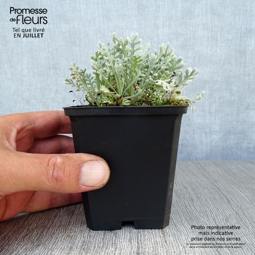 Esimerkki kesällä toimitetusta Siankärsämö - Achillea x kellereri Godet de 8/9 cm-taimesta
