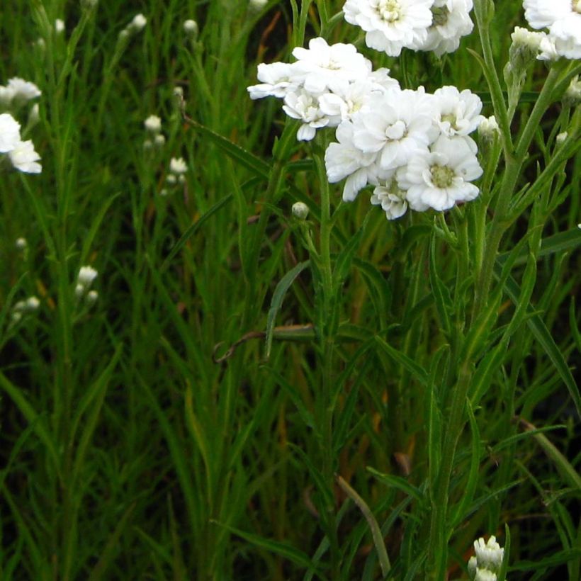 Ojakärsämö Weihenstephan (Lehvistö)