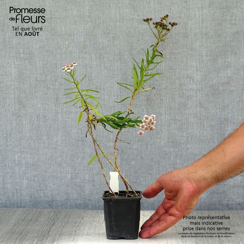 Esimerkki kesällä toimitetusta Siperiankärsämö Love Parade Taimiruukku 8/9 cm-taimesta