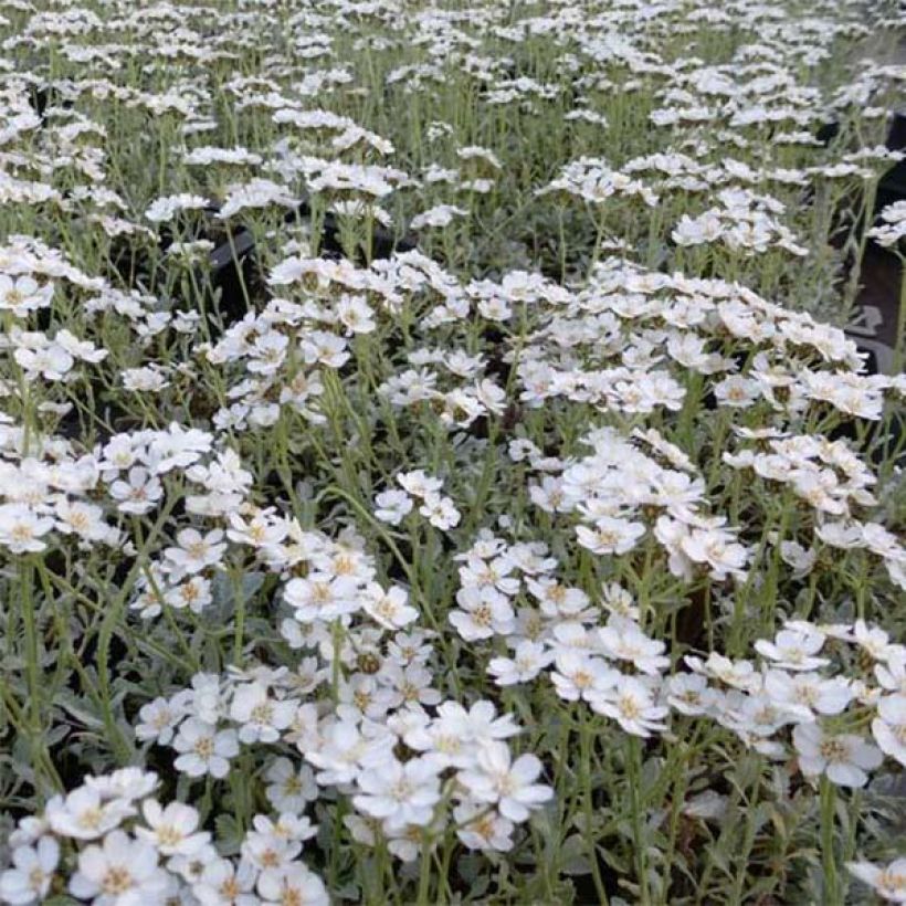 Siankärsämö - Achillea umbellata (Kukinta)