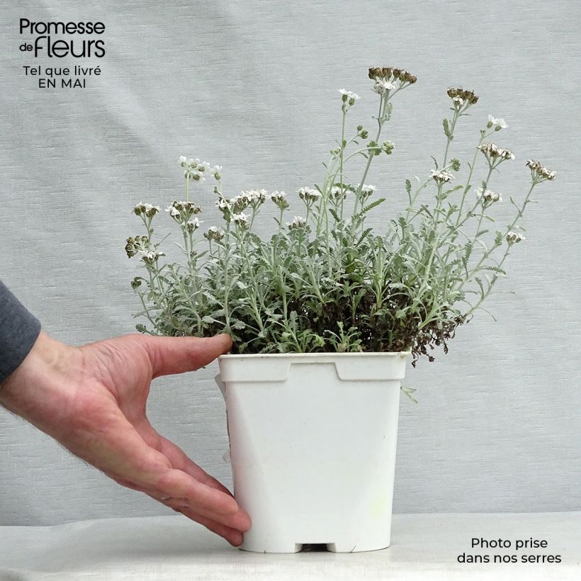 Esimerkki keväällä toimitetusta Siankärsämö - Achillea umbellata Pot de 2L/3L-taimesta