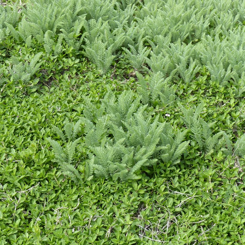 Siankärsämö - Achillea crithmifolia (Kasvutapa)