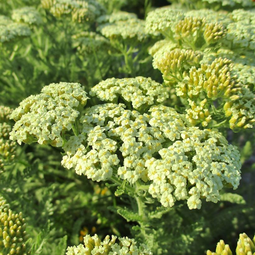 Siankärsämö - Achillea crithmifolia (Kukinta)