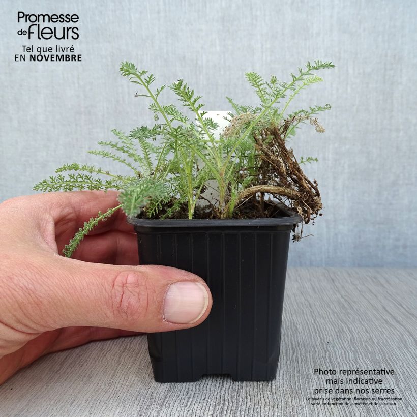 Esimerkki syksyllä toimitetusta Siankärsämö - Achillea crithmifolia 8/9 cm taimiruukku-taimesta