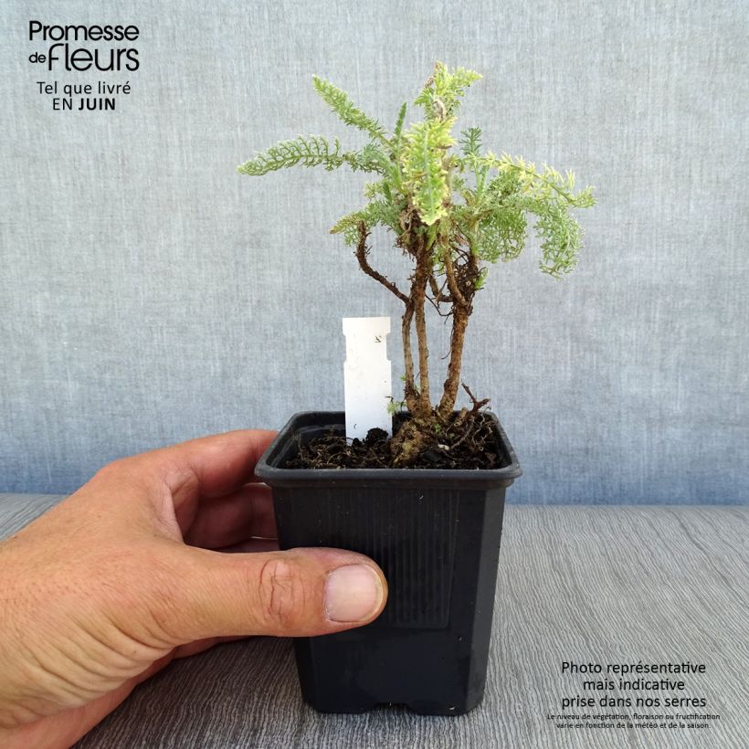Esimerkki kesällä toimitetusta Siankärsämö - Achillea crithmifolia Taimiruukku 8/9 cm-taimesta