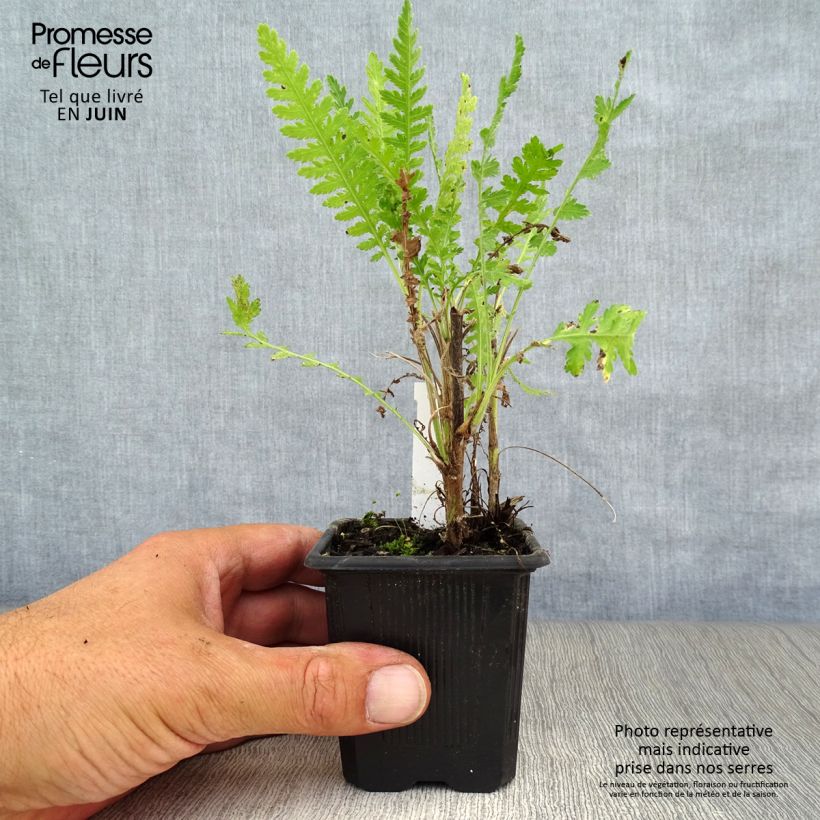 Esimerkki kesällä toimitetusta Kultakärsämö Parker's Variety Godet de 8/9 cm-taimesta