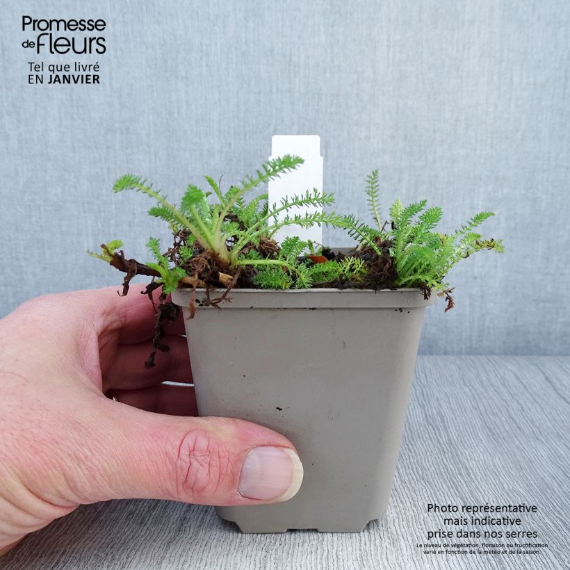Esimerkki talvella toimitetusta Siankärsämö Desert Eve Red Godet de 7/8 cm-taimesta
