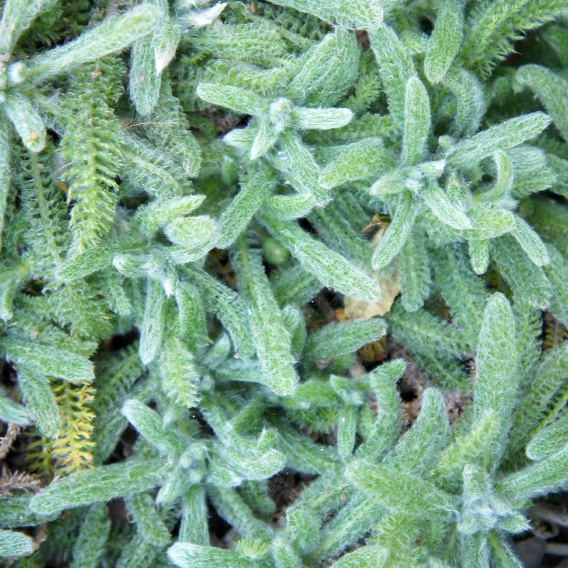Kivikärsämö Aurea (Lehvistö)