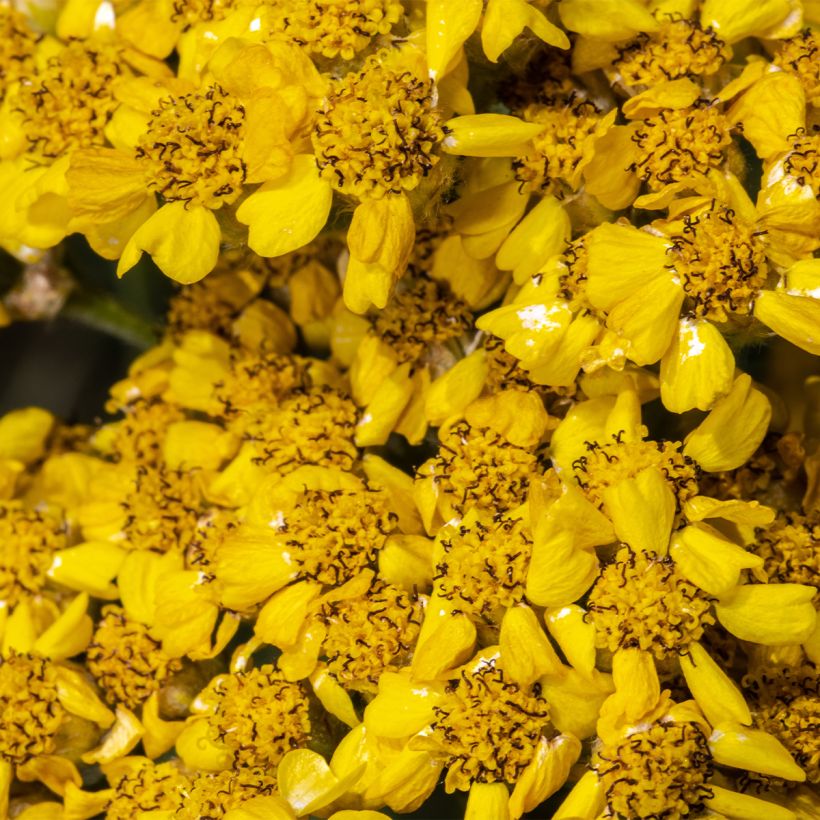 Kivikärsämö Aurea (Kukinta)