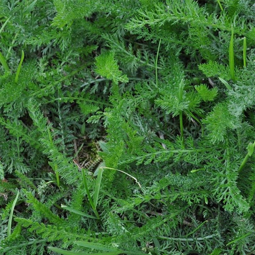 Siankärsämö Wesersandstein (Lehvistö)