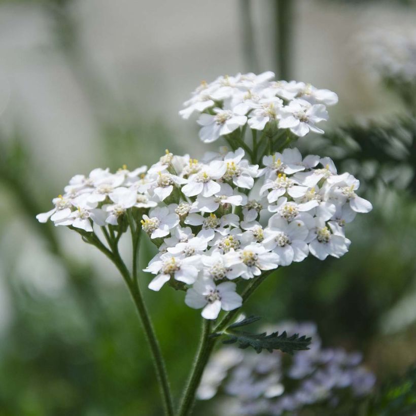 Siankärsämö White Beauty (Kukinta)