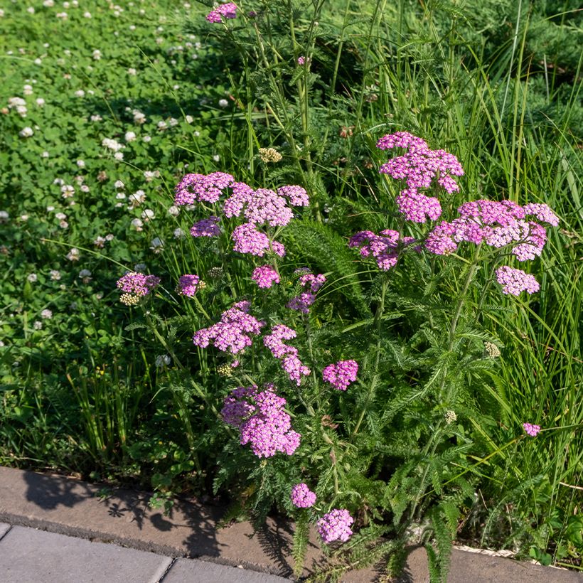 Siankärsämö Cerise Queen (Kasvutapa)