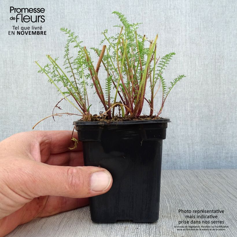 Esimerkki syksyllä toimitetusta Siankärsämö Paprika 7/8 cm taimiruukku-taimesta