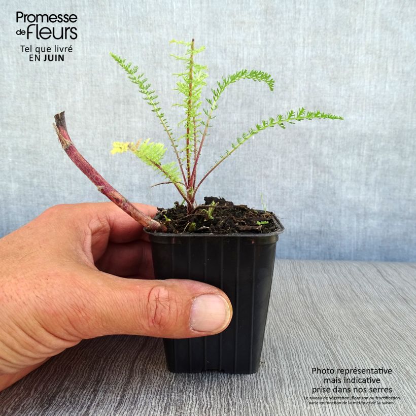 Esimerkki kesällä toimitetusta Siankärsämö Paprika Taimiruukku 7/8 cm-taimesta