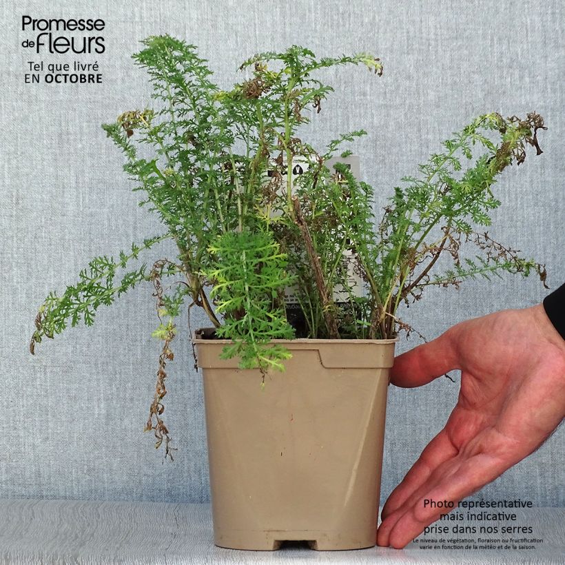 Esimerkki syksyllä toimitetusta Siankärsämö Pomegranate 2 litran/3 litran ruukku-taimesta