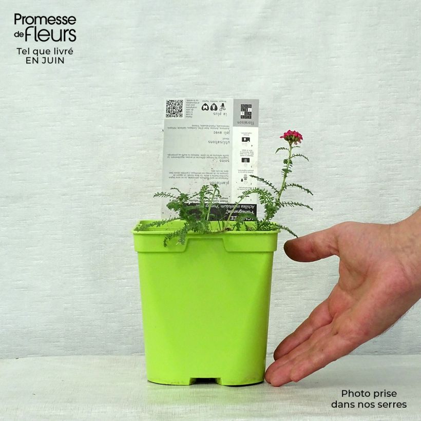 Esimerkki kesällä toimitetusta Siankärsämö Pomegranate Pot de 2L/3L-taimesta