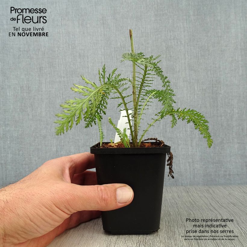 Esimerkki syksyllä toimitetusta Siankärsämö Terracotta 8/9 cm taimiruukku-taimesta