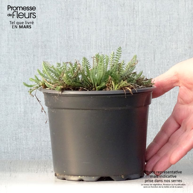Esimerkki keväällä toimitetusta Siankärsämö Terracotta Ruukku 2L / 3L-taimesta