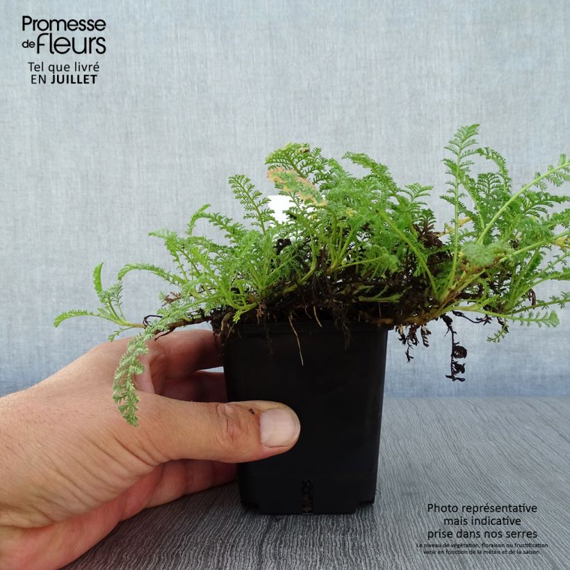 Esimerkki kesällä toimitetusta Siankärsämö - Achillea odorata Godet de 8/9 cm-taimesta