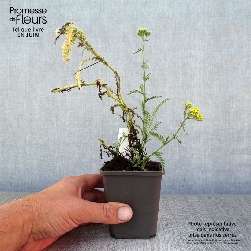 Esimerkki kesällä toimitetusta Siankärsämö - Achillea taygetea Taimiruukku 8/9 cm-taimesta