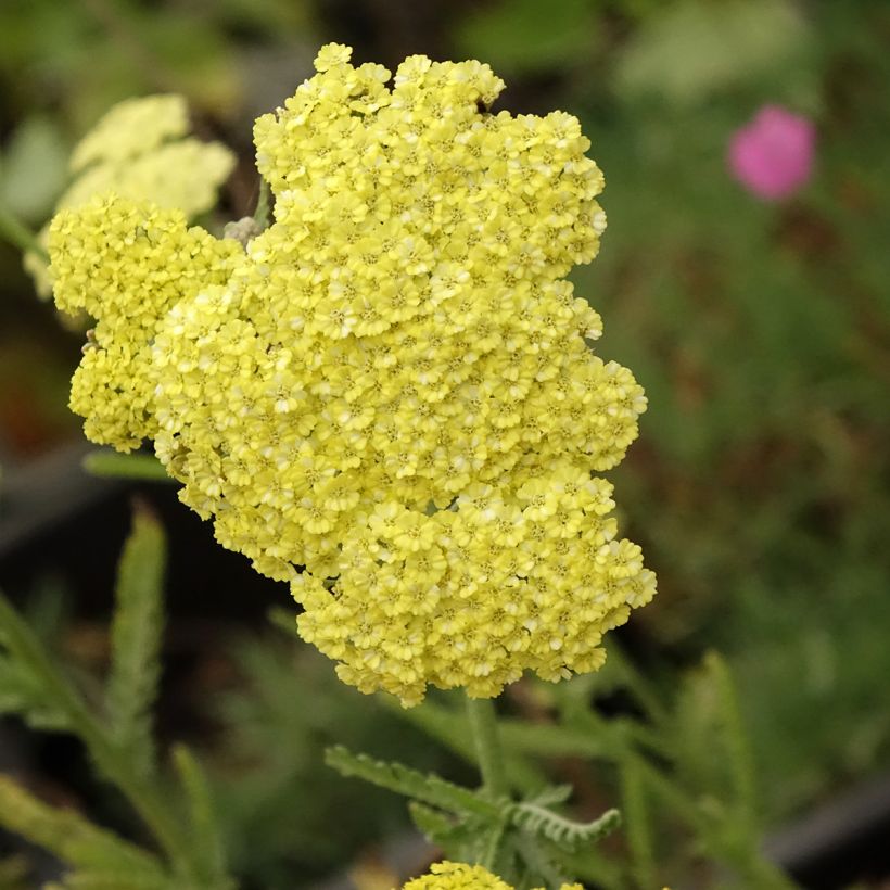 Siankärsämö - Achillea taygetea (Kukinta)