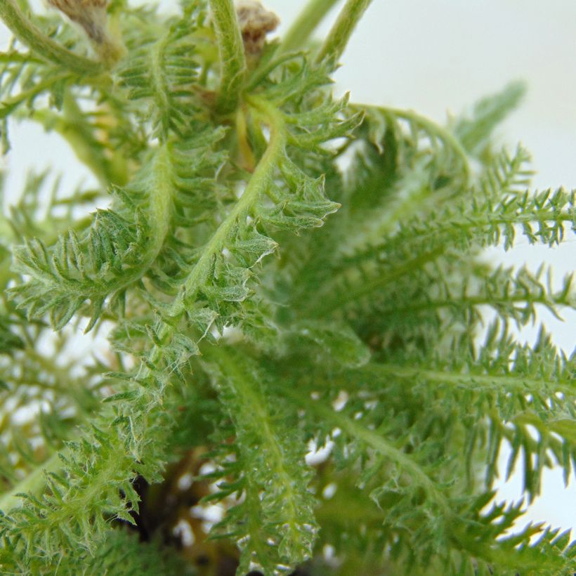 Kivikärsämö - Achillea tomentosa (Lehvistö)