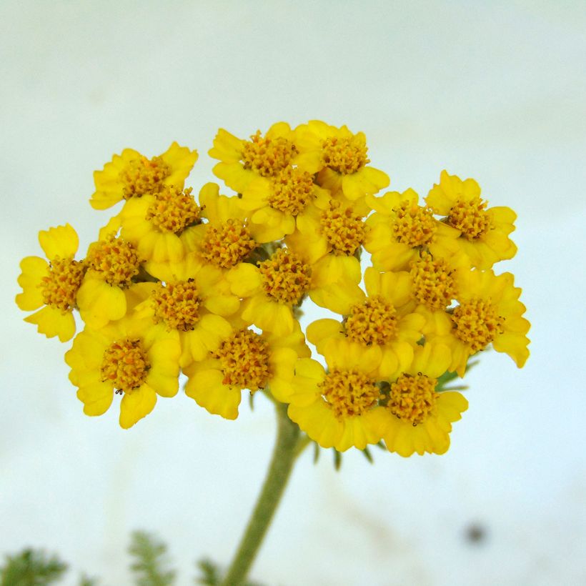 Kivikärsämö - Achillea tomentosa (Kukinta)