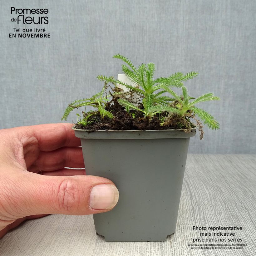 Esimerkki syksyllä toimitetusta Kivikärsämö - Achillea tomentosa 8/9 cm taimiruukku-taimesta