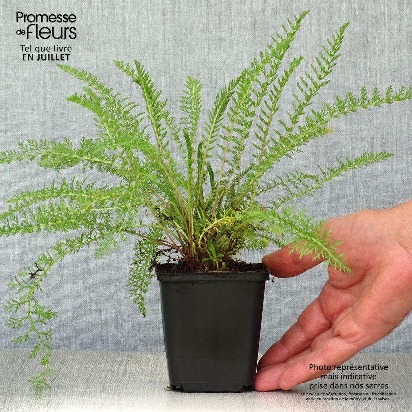 Esimerkki kesällä toimitetusta Kivikärsämö - Achillea tomentosa Taimiruukku 8/9 cm-taimesta