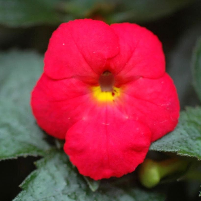 Torpankukka Rouge (Flowering)